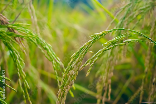 Oryza sativa, commonly known as Asian rice, is the plant species most commonly referred to in English as rice.