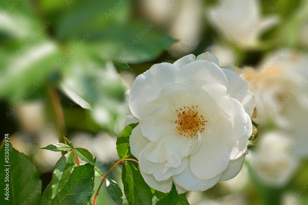 Obraz premium Closeup of a single white rose growing in an arboretum. Flowering bush in a park outside against a blurred background. Seasonal blooms in a botanical garden. Woody plants cultivated in the backyard