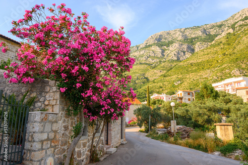 Summer flowers growing on the street in Rijeka Rezevici village. Montenegro  Europe