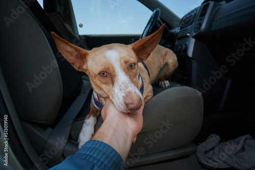 Closeup shot of a hand patting the muzzle of an Andalusian hound in a car photo