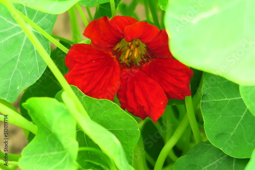 red nasturtium blooms on a bed in the garden capuchin flowers cultivation