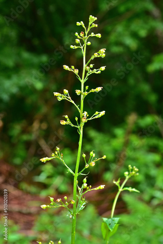 Knotige Braunwurz; Scrophularia nodosa; common figwort; woodland figwort; photo