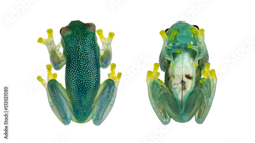Top and belly view of glass Frog aka Cochranella granulosa, showing see through fingers, legs and abdomen. Isolated on a white background. photo