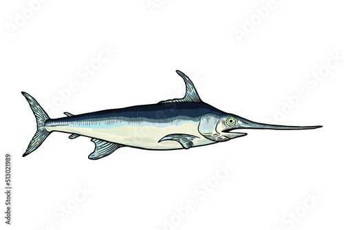  Swordfish Vector illustration - Hand drawn