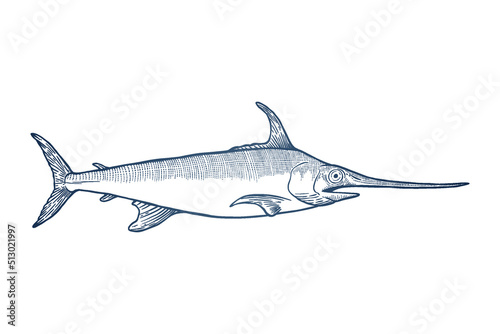 Swordfish Vector illustration - Hand drawn - Out line