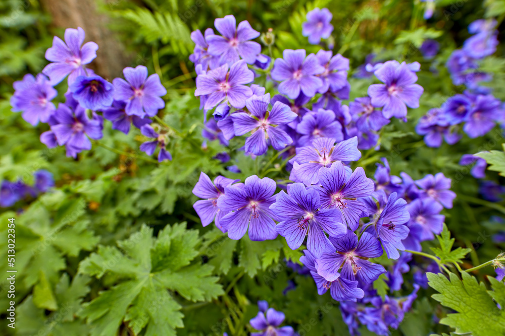 Top view of meadow geranium flowers flourishing in a green field in summer. Purple plants growing and blooming in a lush green botanical garden in spring. Violet flowering plants budding in a forest Top view of meadow geranium flowers flourishing in a green field in summer. Purple plants growing and blooming in a lush green botanical garden in spring. Violet flowering plants budding in a forest