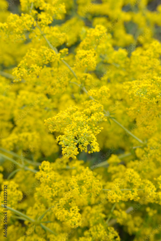 Yellow Lady's bedstraw ,galium verum, this branched perennial is found in dry grasslands, growing wild in Macedonia Yellow Lady's bedstraw ,galium verum, this branched perennial is found in dry grasslands, growing wild in Macedonia