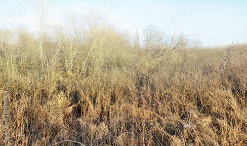 Dry or arid grass in a swamp in an empty grassland in Europe in early spring. Uncultivated textured background with detail and brown pasture. Thorn bushes and shrubs covering land  field  or veld