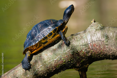 Closeup shot of a yellow-bellied slider turtle in a park in a blurred background photo