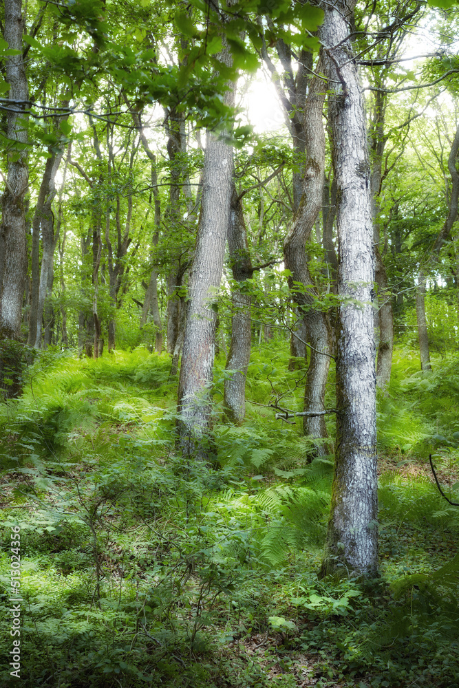 Obraz premium Landscape view of tall spruce trees in evergreen woods and forest nature with overgrown, lush bushes, shrubs, ferns in Denmark. Mother nature and scenic remote area in Norway. Plant foliage in Sweden