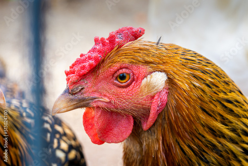 Rhode Island Red Chicken Head photo