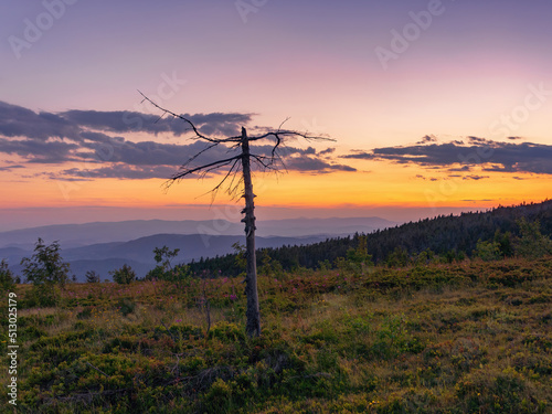 Old dry spruce against the backdrop of sunset in the summer Carpathian mountains