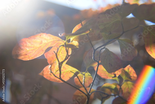 Leaves changing in the season of Autumn 