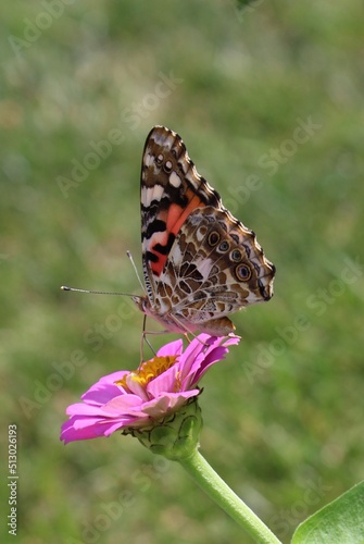 Beauty in the Butterfly