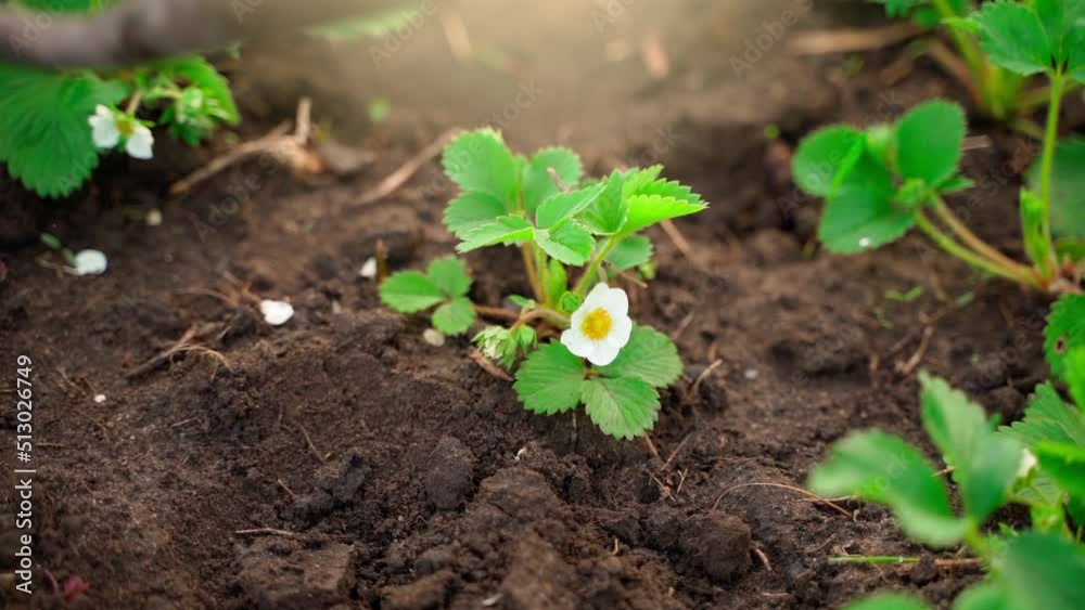 Fluffing the soil around growing strawberries. Hand processing garden beds with blooming strawberries Fluffing the soil around growing strawberries. Hand processing garden beds with blooming strawberries
