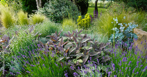 Praire Garden, flowering garden, lavenders, sage, alium, Stipa, Dry garden, photo