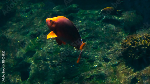 Beautiful fish under water in a large aquarium © Svetlana