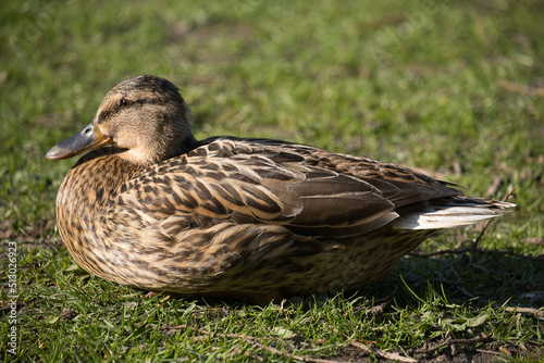 Closeup of a cute mallard duck perched on the grass under the sunlight photo