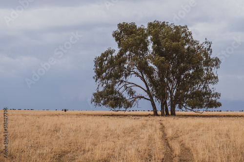 Canvas Print Eucalyptus tree growing on an arid field