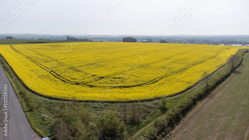 Aerial view of field of oil seed rape in Bedfordshire photo