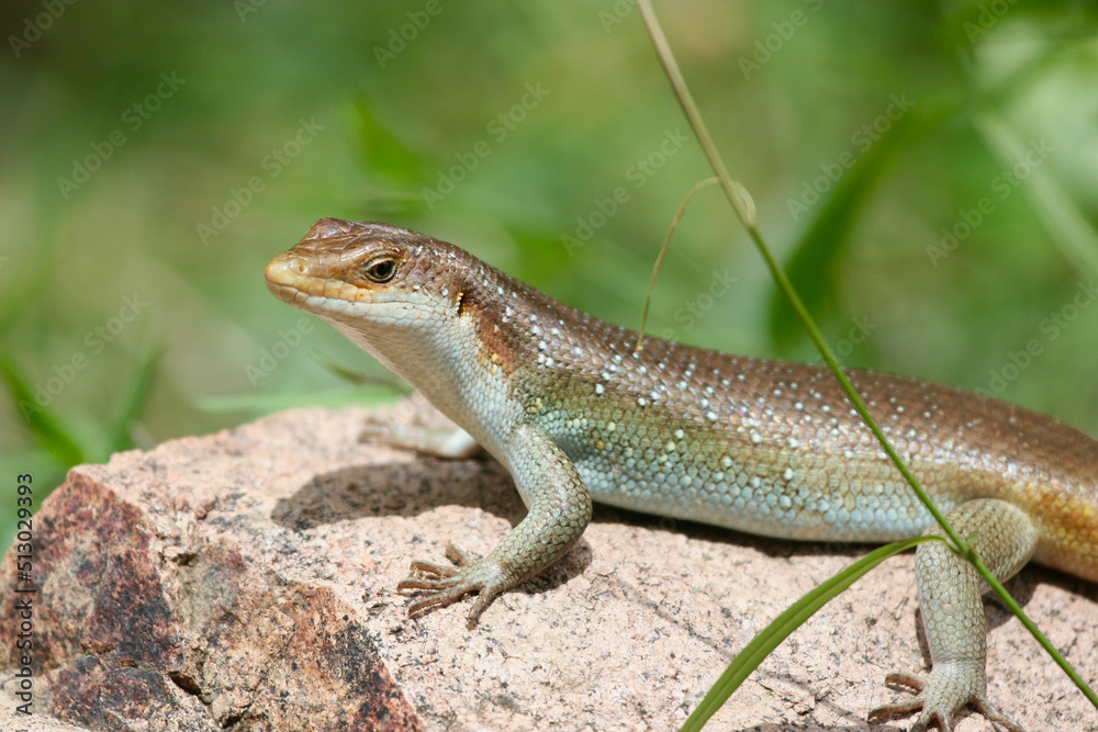Fototapeta premium Rainbow Skink, Kruger National park, South Africa