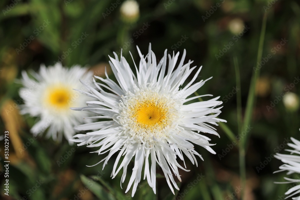 Fototapeta premium Erigeron coulteri