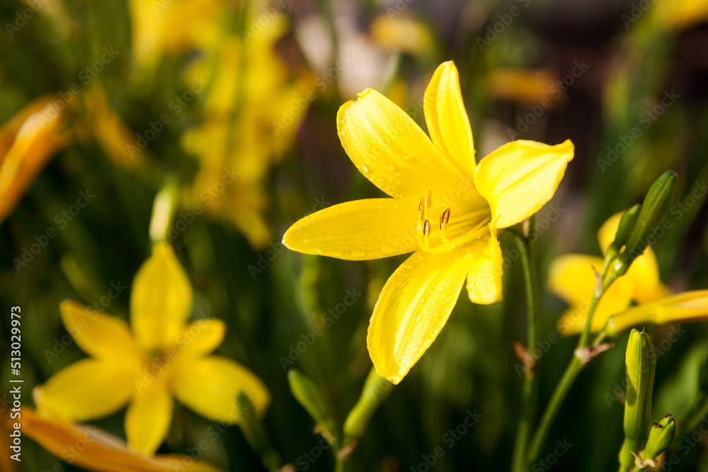 Yellow lily flowers bloom in the garden on a sunny summer day. Yellow lily flowers bloom in the garden on a sunny summer day.