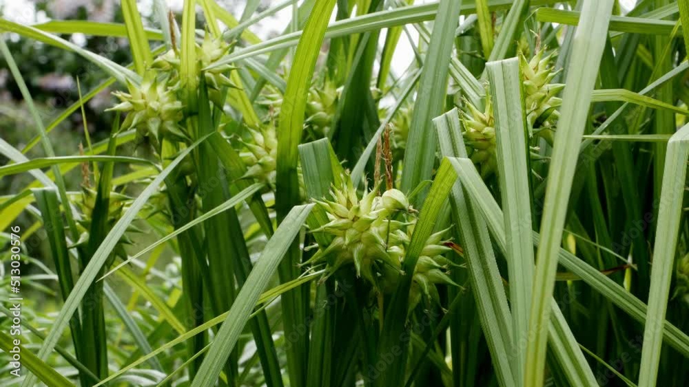 Gray sedge, or gray sedge, clavate sedge (Carex grayi) close up Gray sedge, or gray sedge, clavate sedge (Carex grayi) close up
