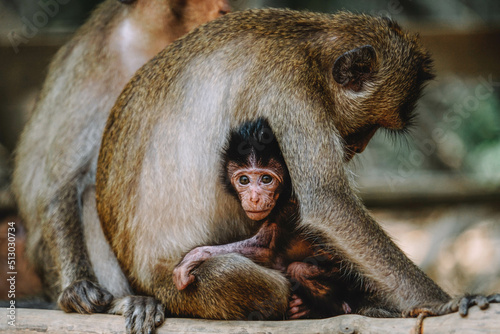 Fototapeta Beautiful shot of a monkey hugging it's baby