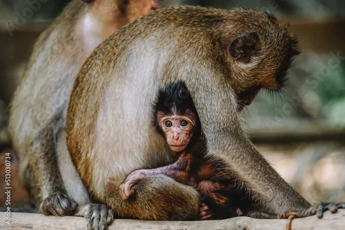 Obraz Beautiful shot of a monkey hugging it's baby