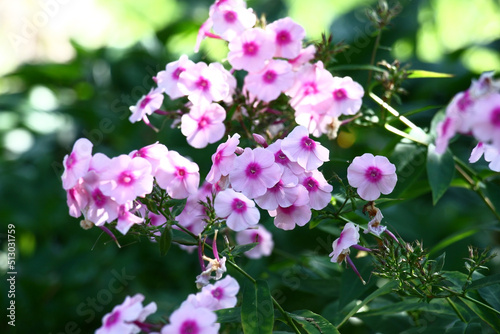 The phlox paniculata inflorescence is made by flowers with pink petals and darkly pink centre.