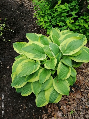 green variegate hostas on a mulched garden bed with flowers. Nature wallpaper.