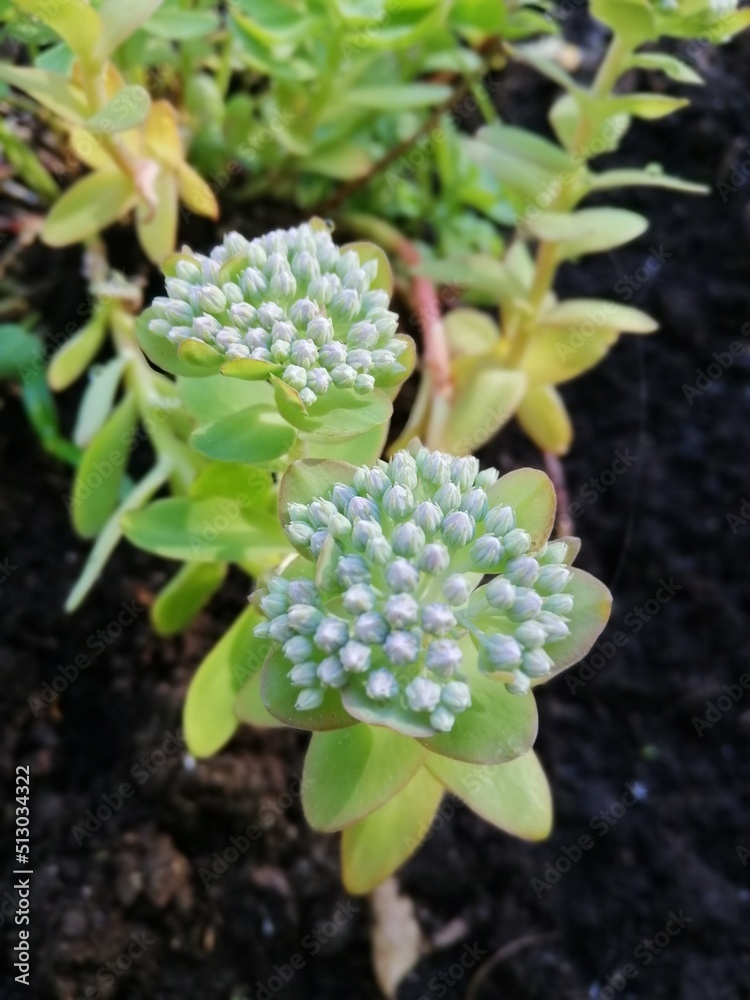 Nature wallpaper with blooming Alpine plants. Cute blue sedum anacampseros with an inflorescence of many balls on a blurry background.