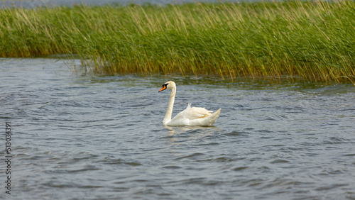 Graceful white swan swims in the lake