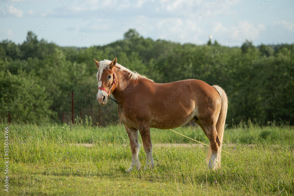 horse in field horse in field
