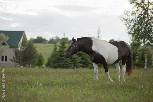 horses in the field