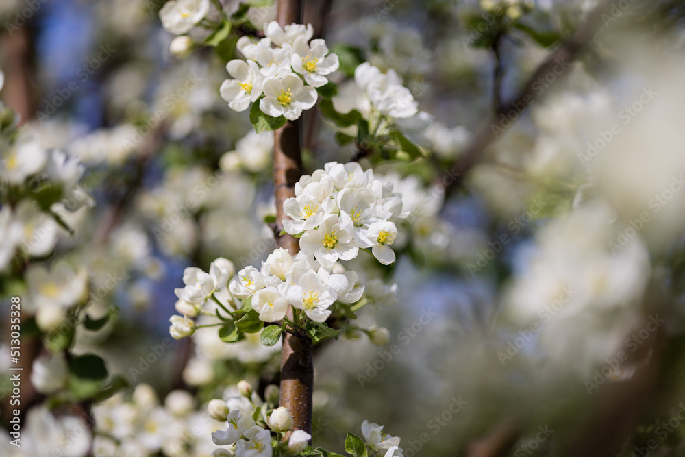 Apple tree blossoms. Spring flowers. Macro photo of flower bud. Bee on flower