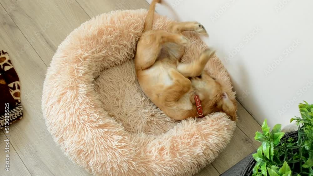 Playful English Cocker Spaniel rolls on back in dogs bed Playful English Cocker Spaniel rolls on back in dogs bed