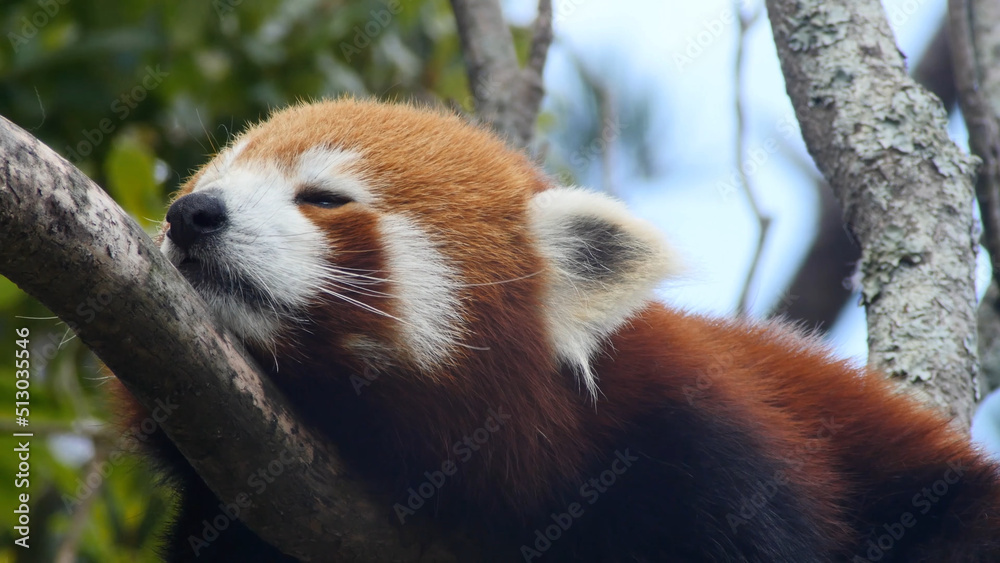Fototapeta premium red panda in tree