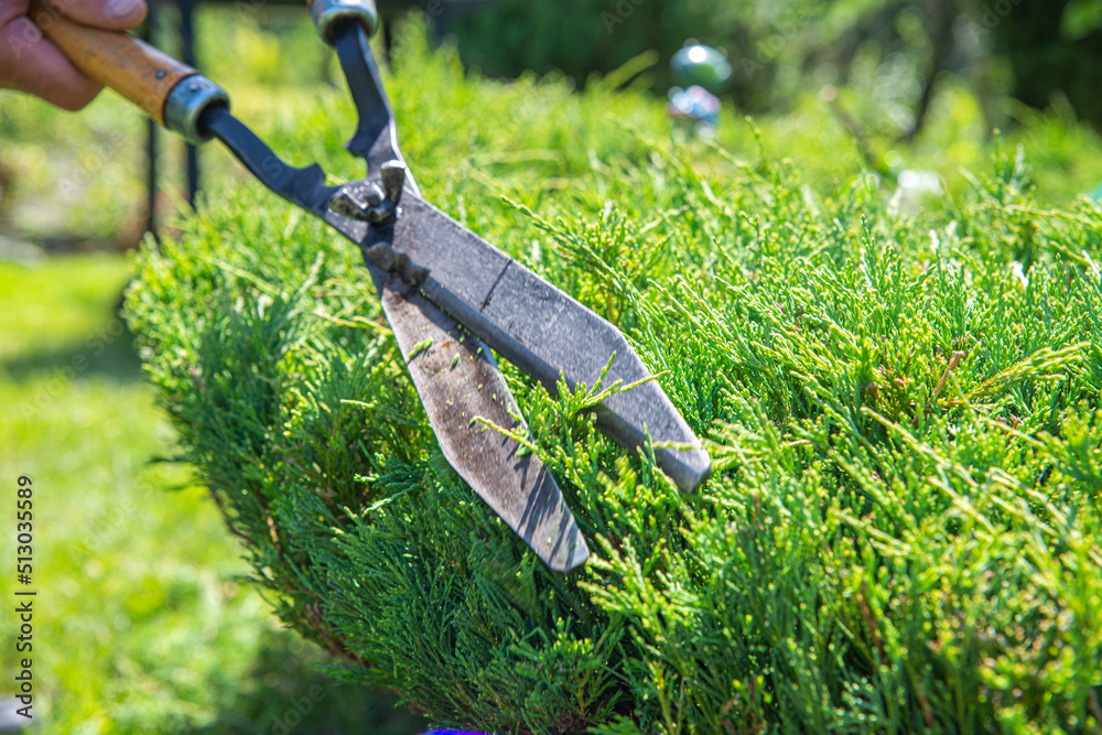 Obraz premium Work in the garden. The man cuts branches and bushes with a pruner. Concept of caring for the garden.