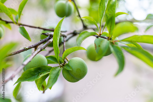 Fruit greengage on the tree photo