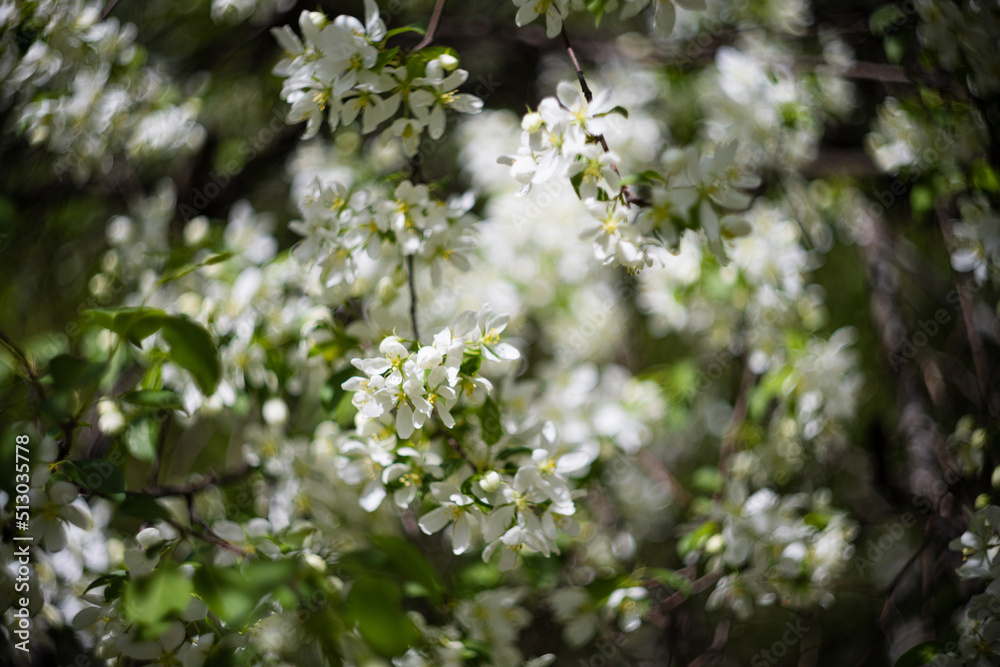 Apple tree blossoms. Spring flowers. Macro photo of flower bud. Bee on flower Apple tree blossoms. Spring flowers. Macro photo of flower bud. Bee on flower