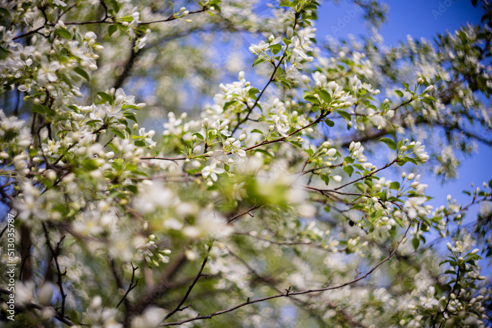 Apple tree blossoms. Spring flowers. Macro photo of flower bud. Bee on flower Apple tree blossoms. Spring flowers. Macro photo of flower bud. Bee on flower