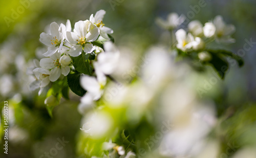 Apple tree blossoms. Spring flowers. Macro photo of flower bud. Bee on flower