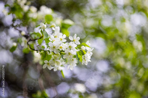 Apple tree blossoms. Spring flowers. Macro photo of flower bud. Bee on flower