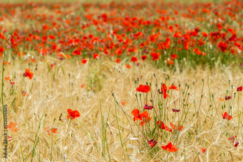 Fototapeta premium Champ de coquelicots en été 