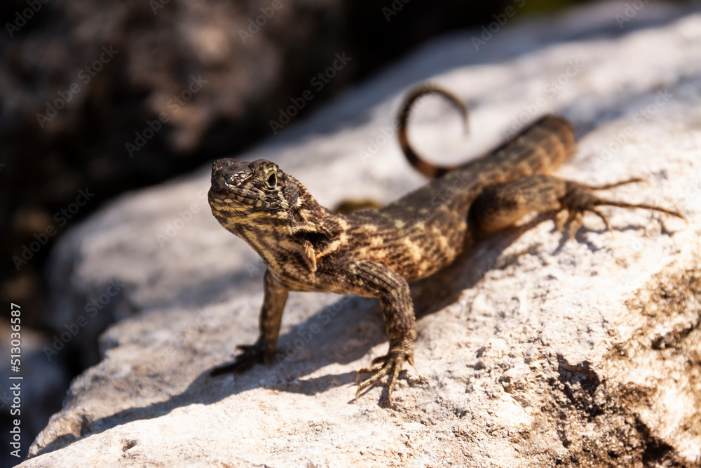 Naklejka premium A lizard of an Anolis species, Cuba