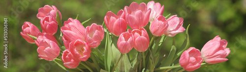red tulips with dew drops on a blurred background