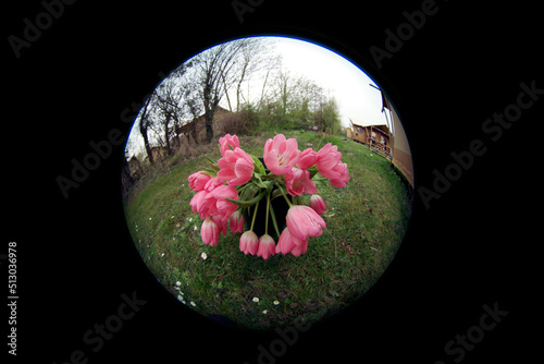 red tulips in a circle on a black background