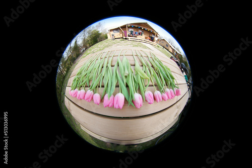 red tulips in a circle on a black background